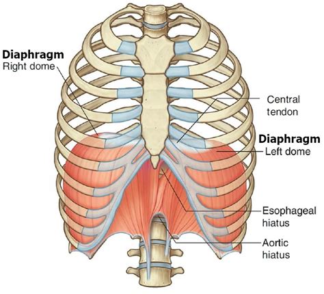 Diagram Diagram Of Lungs And Diaphragm Mydiagramonline