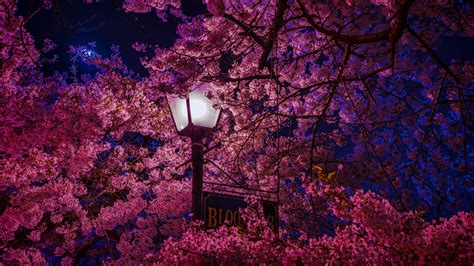 Free to download wallpapers in all sizes, shapes and colors. 4K Sakura Blossoms Lantern Wallpaper - 3840x2160