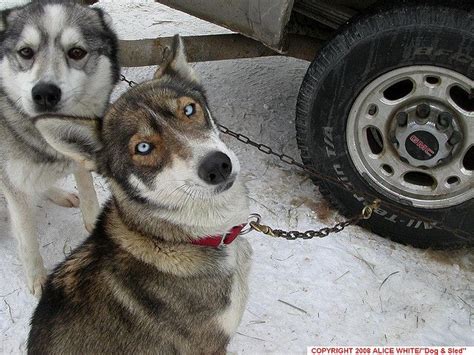 One of the boys looks like a ninja. Seppala Siberian Sleddog Puppy Dog | Dog breeds list ...