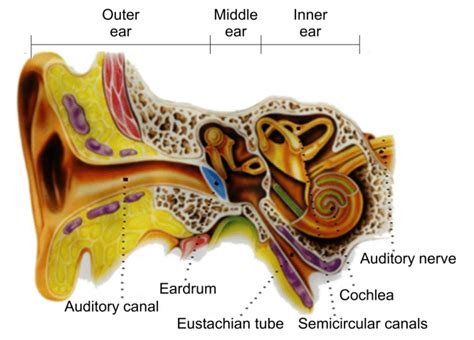 Section Of The Human Hearing Organ 21 Outer Ear The Outer Ear Is The