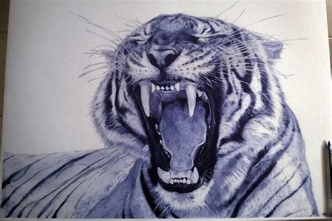 Pen Drawing Of A Tiger Size X Inches Duration Hours