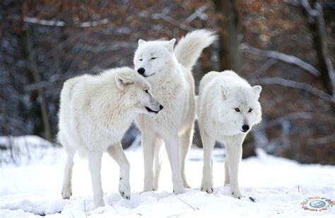 Why Are Wolves So Majestic Rwolves