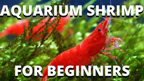 Aquarium Shrimp For Beginners Neocaridina Youtube