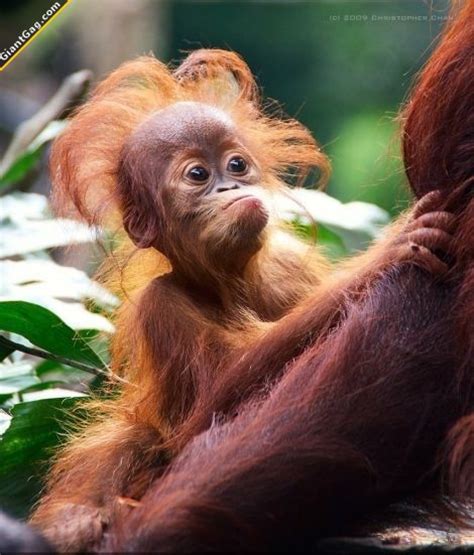 Cute Orangutan Baby Lauraagudelo272