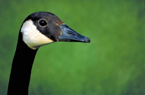 Close Up Of Head Of Canada Goose Bird 2976×1954 Canadian Goose