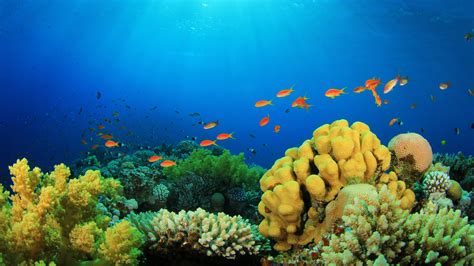 Coral Reef Wallpaper Widescreen Hd