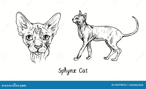 Sphynx Cat Collection Head Front View And Standing Side View Ink