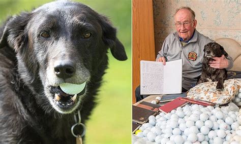 Collie Finds 51000 Golf Balls In 12 Years For Its Owner