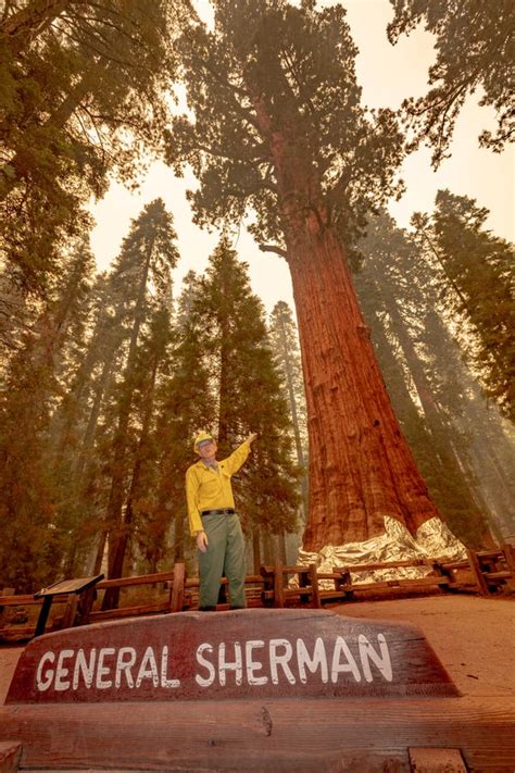 Windy Fire Incinerates Dozens Of Giant Sequoia
