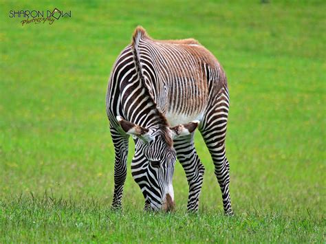 Zebras can be tamed, but they're not domesticated like horses or even donkeys. Chapman's Zebra | Chapman's Zebras are found in East and Sou… | Flickr