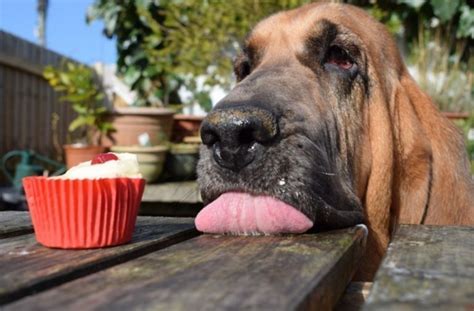 Las 10 Mejores Fotos De Perros Del Mundo Según Kennel Club Británico