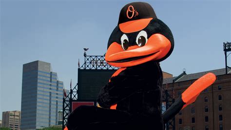 The Oriole Bird Baltimore Orioles