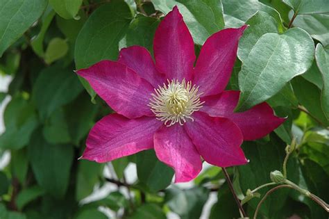 Discover the many different types of clematis flowers to find the most suitable type for your garden. Pink Champagne Clematis | Calloway's Nursery