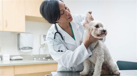 6 Things Your Veterinarian Wishes You Knew Sheknows