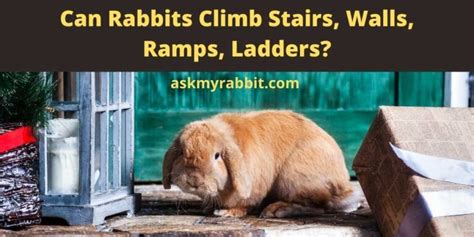 Can Rabbits Climb Stairs Walls Ramps Ladders