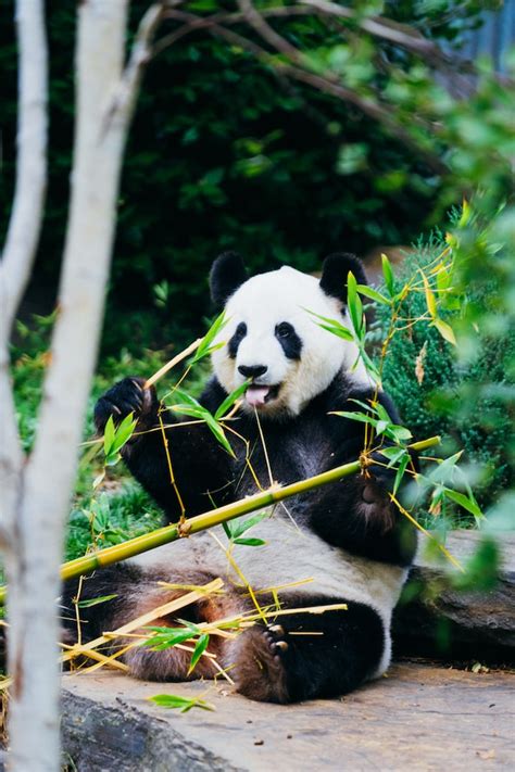 12 Fascinating Giant Panda Facts For Kids 2023 Updated