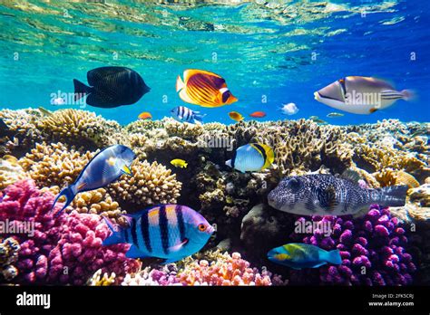 Different Tropical Fish On A Coral Reef In The Red Sea Stock Photo Alamy