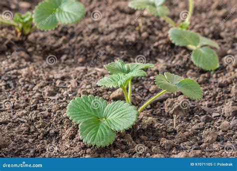 What Is The Best Soil For Strawberry Plants At Annalee Schwab Blog