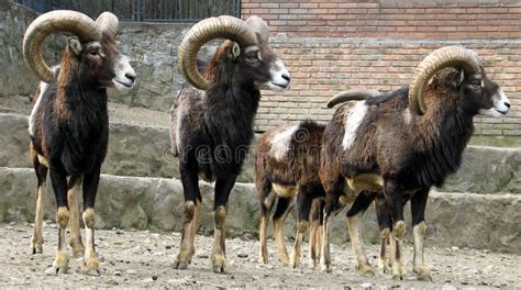 European Mouflon Ovis Aries Musimon Stock Photo Image Of Europe