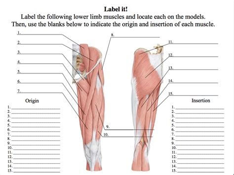 32 Blank Muscle Diagram To Label Labels Design Ideas 2020