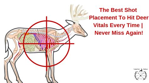 The Best Shot Placement To Hit Deer Vitals Every Time Never Miss Again Feathernett Outdoors