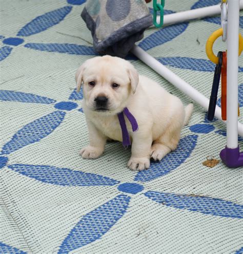 Labrador retriever puppies for sale and dogs for adoption in wisconsin, wi. Yellow Lab Puppies 1, English Yellow Labs, Yellow Lab ...