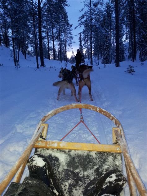 Dog Sled Dog Sledding Lapland Dogs