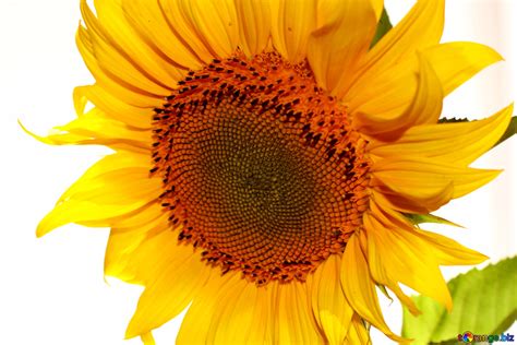 Flowers Sunflower Desktop Wallpaper Large Sunflower On White Background