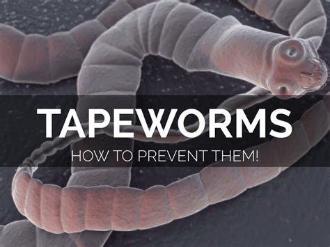 How To Prevent Tapeworms By Karla Lopez