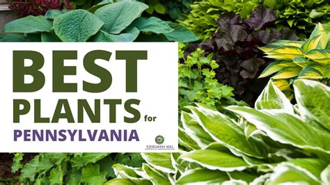 Best Plants For Landscaping In Pennsylvania Native Plants Youtube