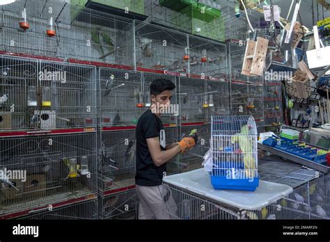 Youssef Ashraf Prepares Parakeets For Sale At His Shop In Gaza City Tuesday Aug 23 2022