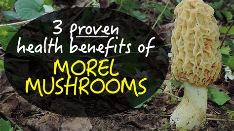 Morel Mushrooms Health Benefits