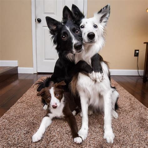 10 Incredible Pics Of Dogs Hugging Their Soulmates That Will Melt Your