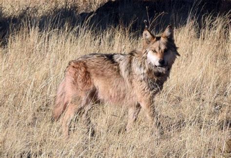 Feds Strengthen Requirements For Determining Mexican Gray Wolf