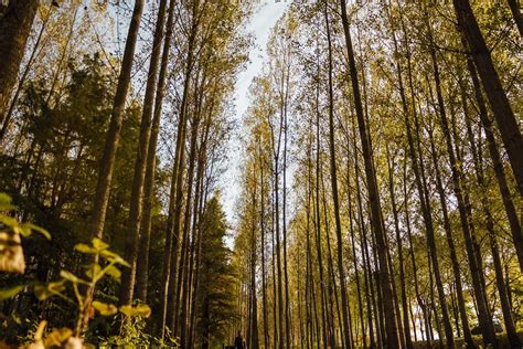 Free Picture Perspective Trees Forest Path High Tree Birch