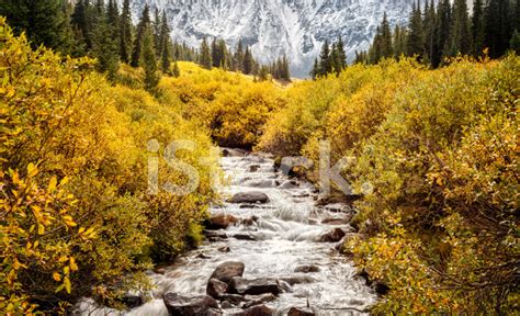 Mountain Stream In The Colorado Rockies Stock Photo Royalty Free