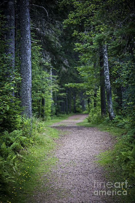 Path In Dark Forest Photograph By Elena Elisseeva