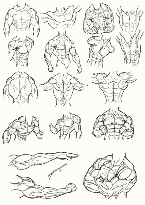 Male Torso Anatomy 2012 By Juggertha On Deviantart