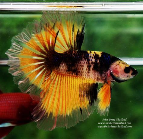 Find out what other people are paying for one, as well as what you should pay. The most expensive betta fish - Nice Betta Thailand.CO ...