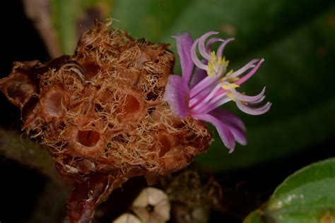 Many Newly Discovered Species Of Plant Already Facing Extinction