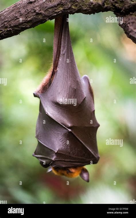 Malayan Flying Fox Bat Hanging On A Tree Branch Stock Photo Alamy
