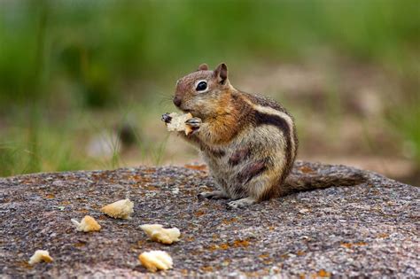 What Are The Eating Habits Of Chipmunk And Can They Harm You