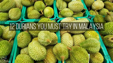 Now that you know these, we hope you can form a better plan and make. 12 Durians You Must Try in Malaysia