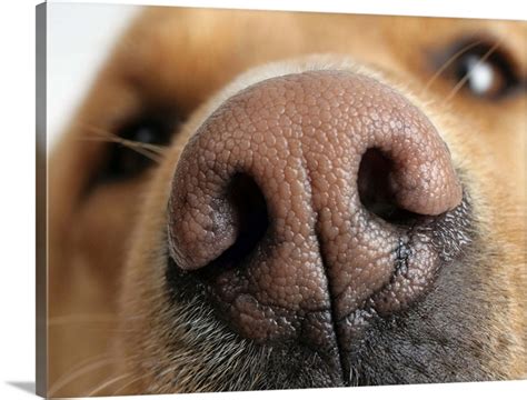 Extreme Close Up Of A Dog Nose Wall Art Canvas Prints Framed Prints