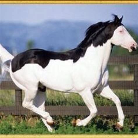 154 Best Horses With Unusual Markings Images On Pinterest