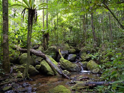 Filelowland Rainforest Masoala National Park Madagascar