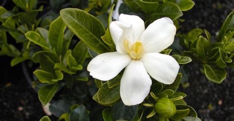 Kleims Hardy Gardenia White Flowers Are Single Form With