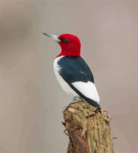8 Species Of Woodpeckers In Georgia In Depth Guide Birdsacademy