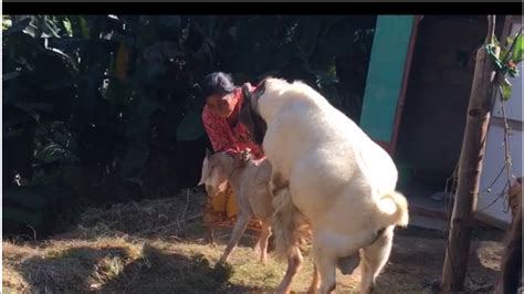 Goat Mating Goat Breeding Australian Boer Goat Metting Youtube