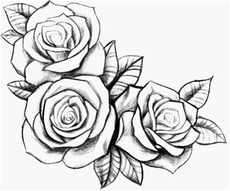 Three Roses Tattoo Drawing